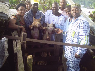 Cameroon Pig Project