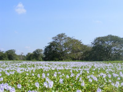 Culture based fisheries in the Annaiwilundawa wetland