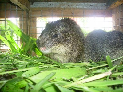 Grasscutters are the most preferred bushmeat speecies