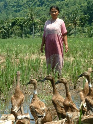 Duck Project, Rowosari Village, East Java