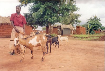 Goat Project, Gunungkidul District, Java