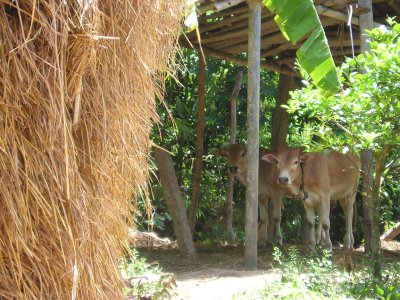Dau Kenh Village, Women's Union cattle project