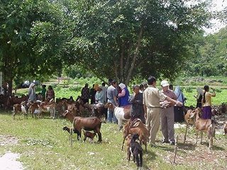 Goat Project, Gunungkidul District, Java